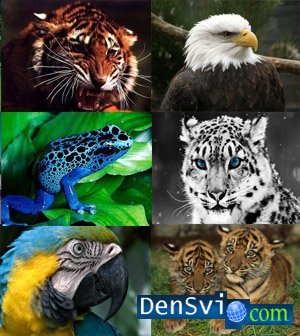 Wallpapers - Animals