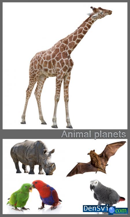 Animal planets