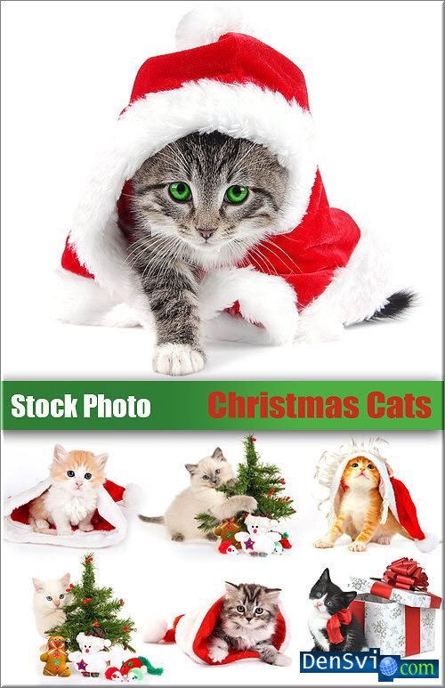    - Stock Photo - Christmas Cats