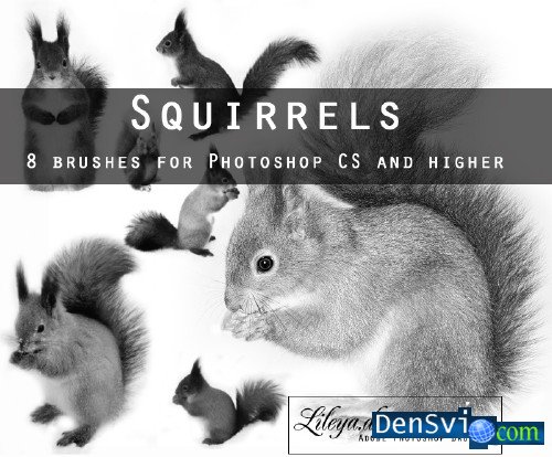 Squirrels Photoshop Brushes