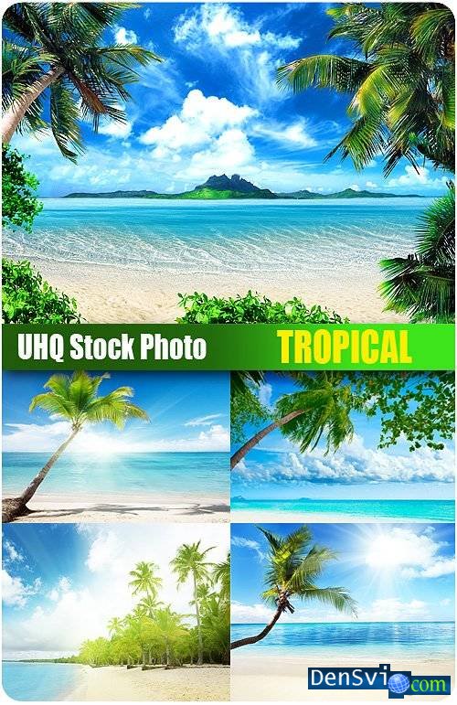    -  - Stock Photo - Tropical