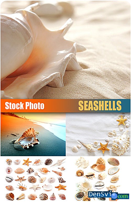 UHQ Stock Photo -   - Seashells