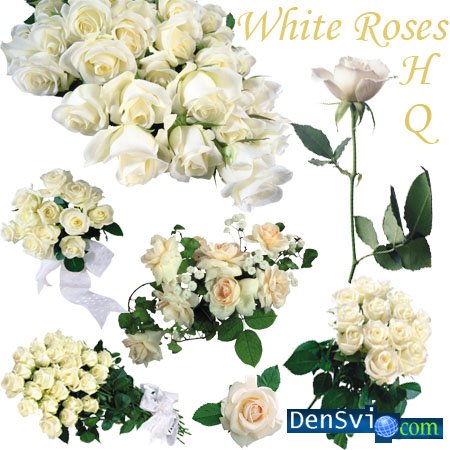 Белые розы на прозрачном фоне для фотошопа