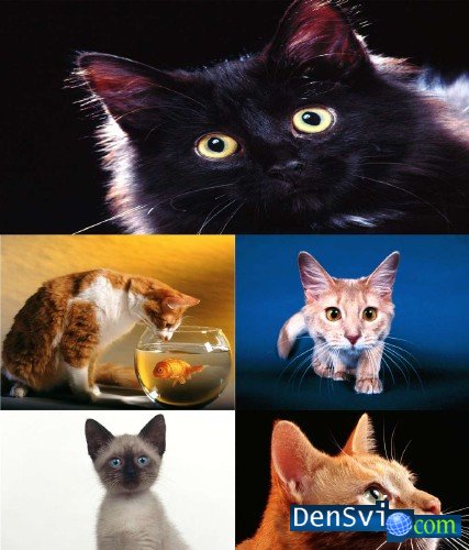 Фото картинки обои - Кошки кошечки котята - Cats