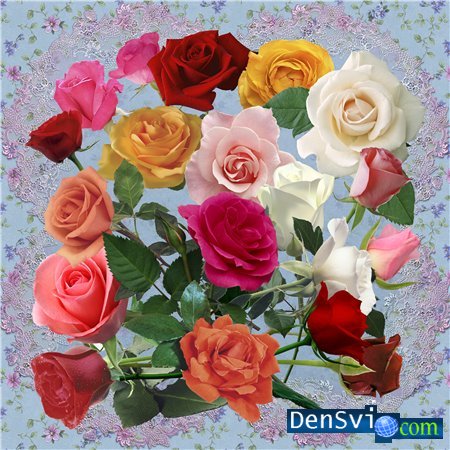 Клипарт Photoshop - Разноцветные розы