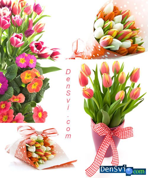 Растровый клипарт - Красивые весенние тюльпаны