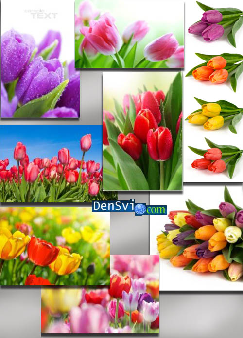 Фоны Фотошопа растровые - Тюльпаны