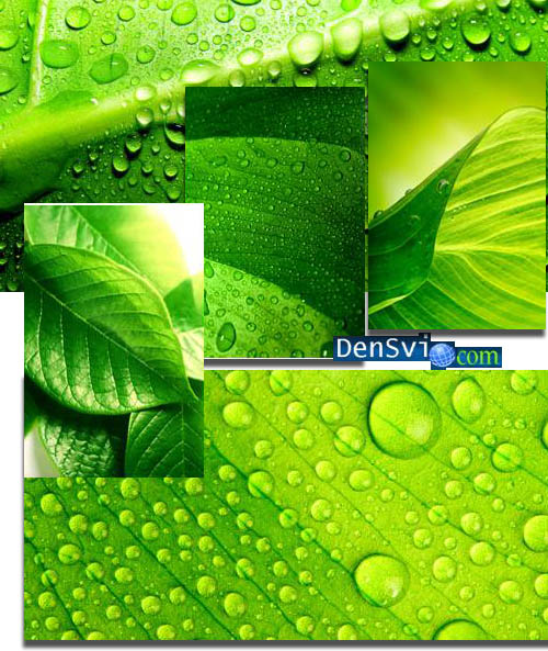 Фоны Фотошопа растровые - Зелёные листья крупным планом