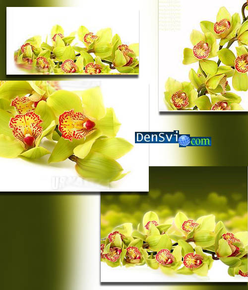 Цветочные фоны Фотошопа - Дивная орхидея