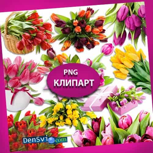 Тюльпаны разных расцветок - Клипарт Фотошоп