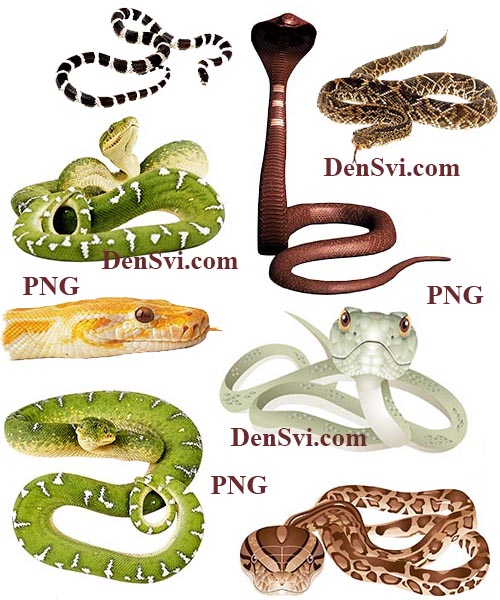 Змеи - фоны прозрачные - PNG клипарты Фотошоп | Snakes on transparent PNG