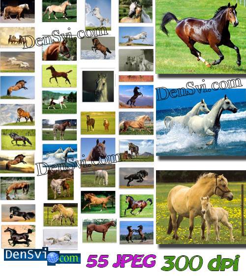 Лошадь - лошади фото - Мега растр высококачественный