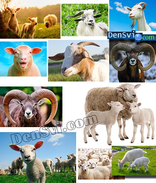 Овца и коза, скачать бесплатно клипарт с козами и овцами